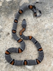 Lampropeltis alterna