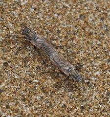 Anabarhynchus maritimus