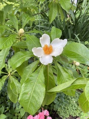 Franklinia