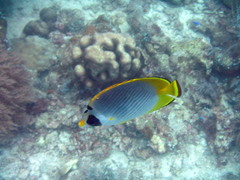 Chaetodon adiergastos