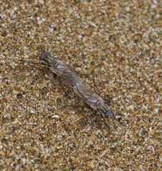 Anabarhynchus maritimus