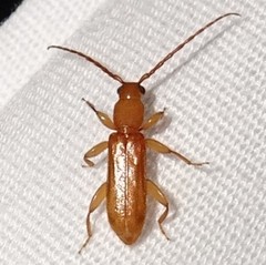 Smodicum cucujiforme