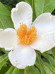 Franklinia