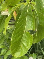 Franklinia