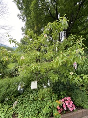 Franklinia
