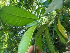 Tabernaemontana alba