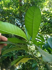 Tabernaemontana alba