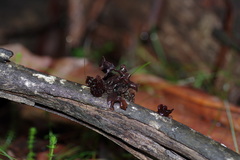 Phaeotremella fimbriata