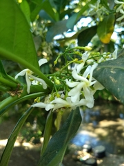 Tabernaemontana alba