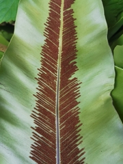 Asplenium setoi