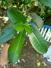 Tabernaemontana alba