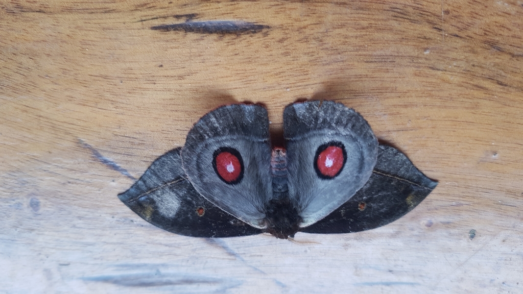 Gamelia juniettei