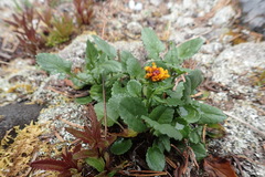 Packera pauciflora