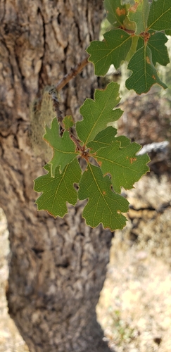 iNaturalist observation photo of Dumosae