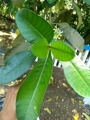 Tabernaemontana alba