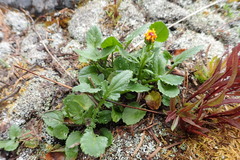 Packera pauciflora