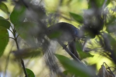 Leiothlypis crissalis