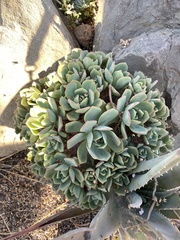 Aeonium haworthii
