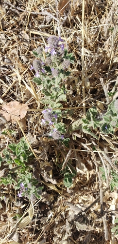 iNaturalist observation photo of western vervain