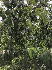 Prunus persica