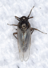 Isodelphax basivitta