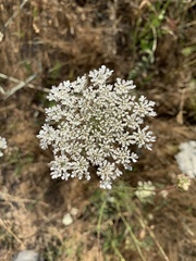 Daucus carota