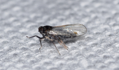 Isodelphax basivitta