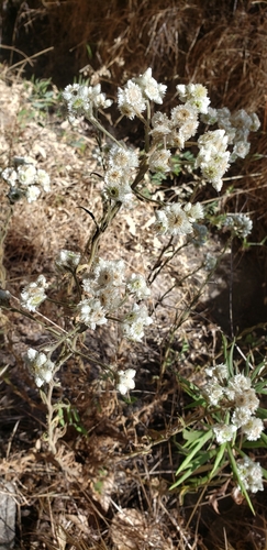 iNaturalist observation photo of cudweeds, everlastings, and pussytoes