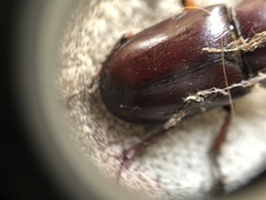 Lucanus