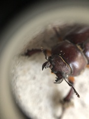 Lucanus