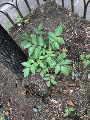 Solanum lycopersicum