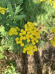 Tanacetum vulgare