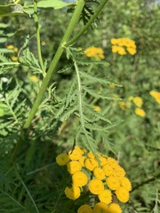 Tanacetum vulgare