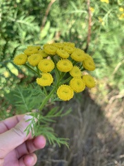 Tanacetum vulgare