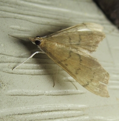 Sericoplaga externalis