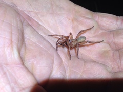 Myrmekiaphila comstocki