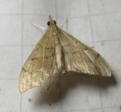 Sericoplaga externalis