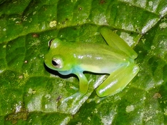 Teratohyla spinosa