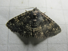 Metalectra diabolica