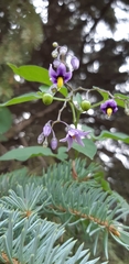 Solanum dulcamara