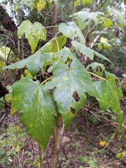 Corynabutilon vitifolium