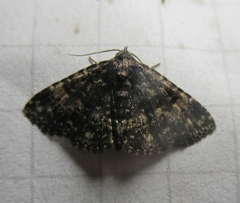 Metalectra diabolica