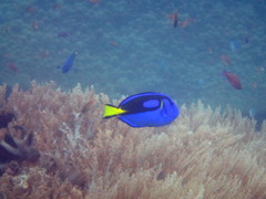 Paracanthurus hepatus