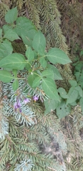 Solanum dulcamara