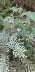 Solanum dulcamara