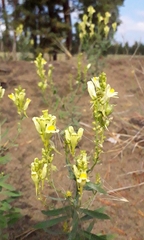Linaria acutiloba