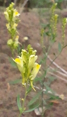 Linaria acutiloba