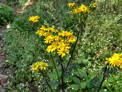 Packera coahuilensis