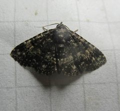 Metalectra diabolica