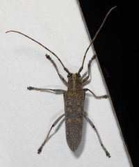 Saperda calcarata
